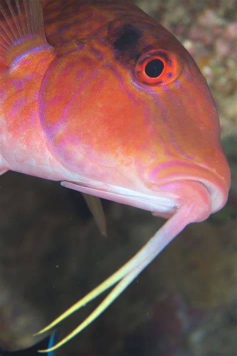 おばさん魚|オジサンってどんな魚！？ババアって名前の魚もいるの！？変な。